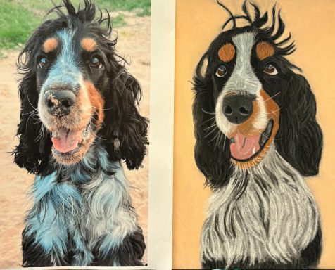 dog commision work