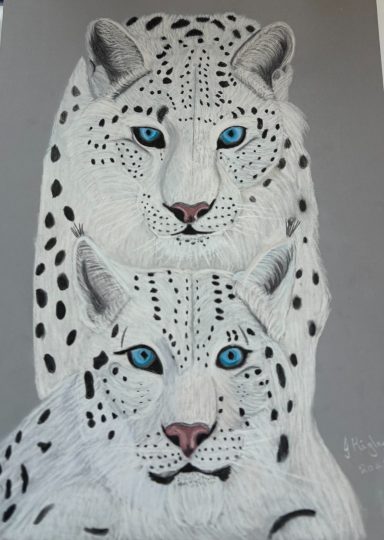 snow leopards For Sale