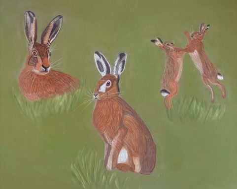 beautiful hares For Sale