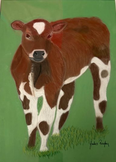 Cow commissioned