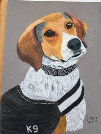 a dog from cyprus Sold