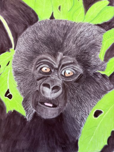 gorilla in the wild