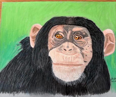 Cheeky monkey For Sale