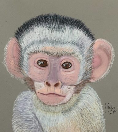 Pip the  monkey For Sale